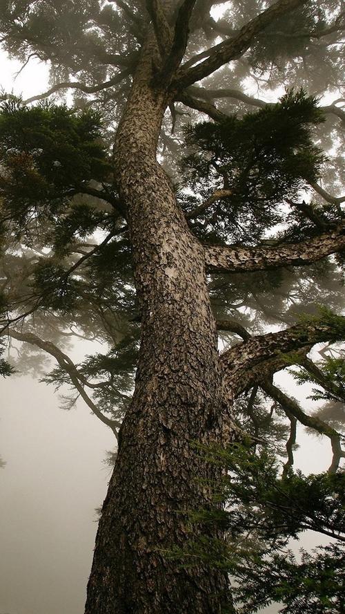 松树,树干,雾,早晨