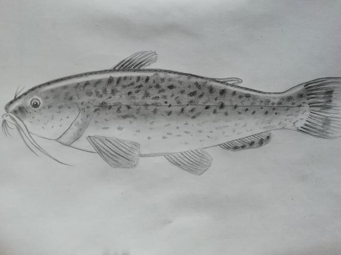 画法不难,先勾出鱼儿的大线条,线条要尽量画得流畅一些,但我的线条