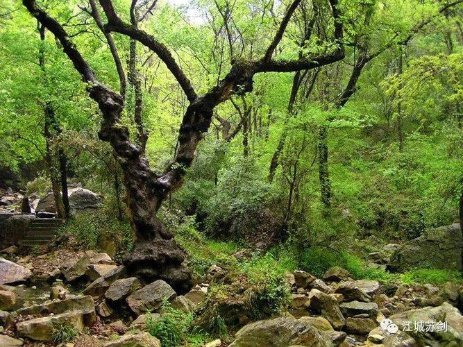 世界自然遗产,神秘的湖北神农架原始森林一瞥