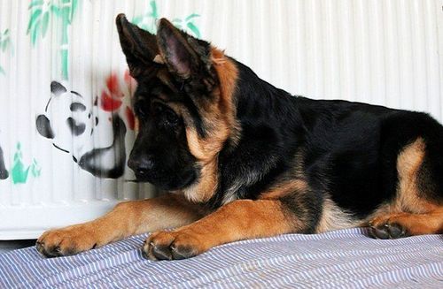 上海德国牧羊犬价格上海德牧价格上海纯种德国牧羊犬多少钱