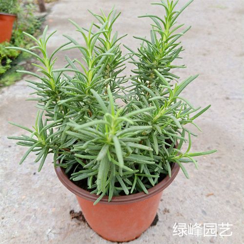 食用香草盆栽紫苏罗勒花苗迷迭香薄荷