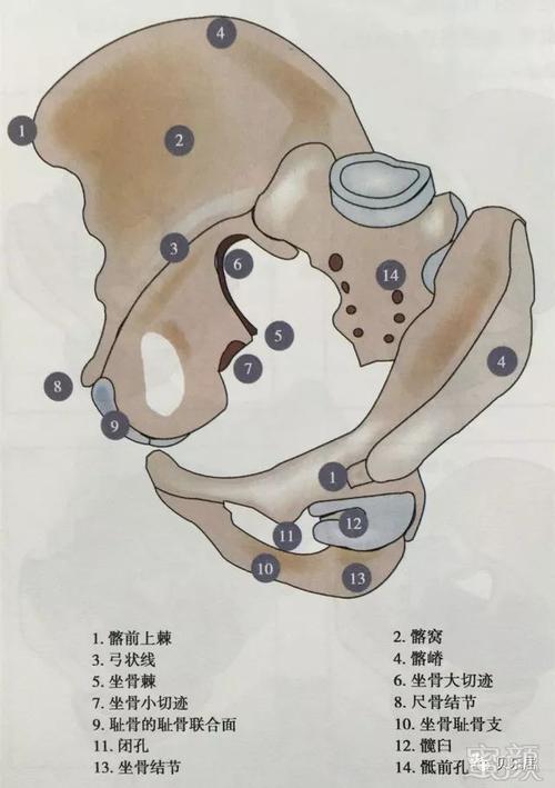 ① 坐骨棘:分隔坐骨大小切迹,易由阴道,直肠或耻骨后触及,作为固定