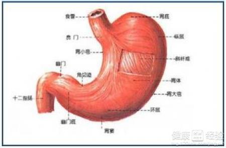 慢性胃窦炎怎么保养