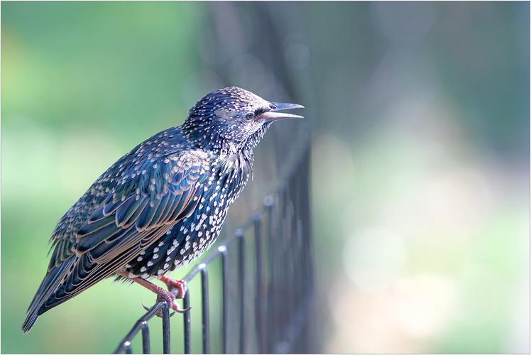 美国鸟种记录:林鸟篇