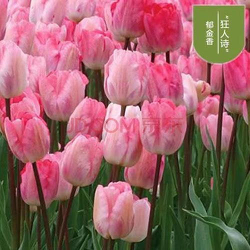 荷兰进口郁金香重瓣大种球冬季土培盆栽室内室外耐寒花卉易播种 狂人
