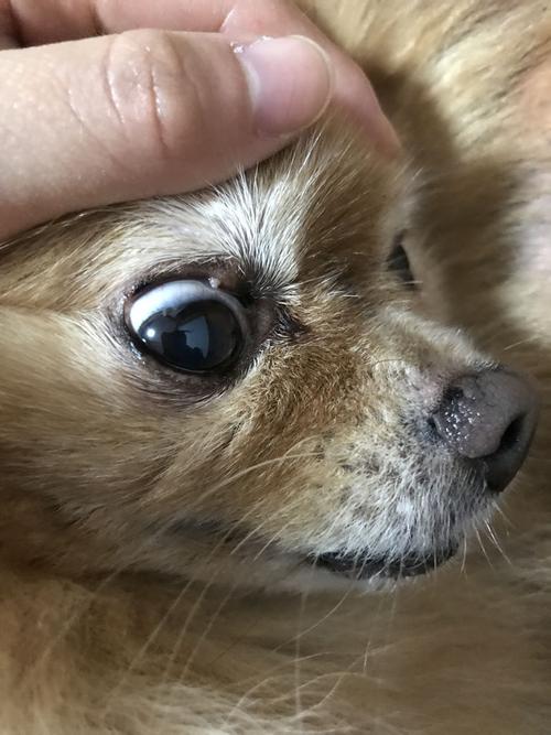 狗狗上眼皮长了个肉球,一个礼拜了好像越来越大,这个会自己破吗,是