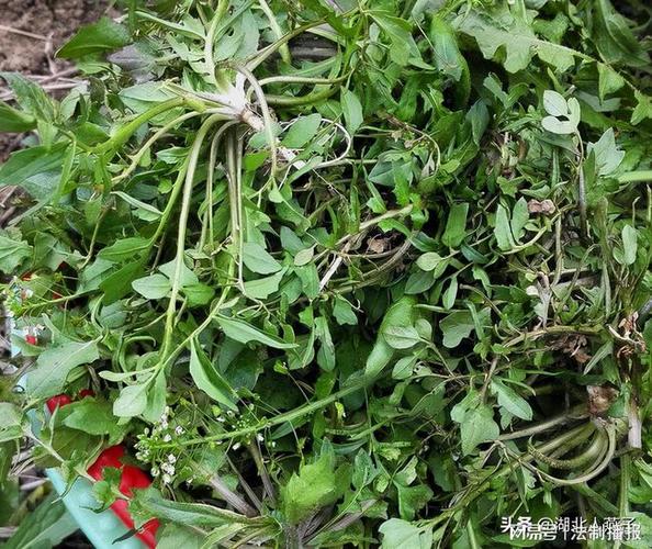 49种野菜大图片,带你见识不同的野菜和吃法,你想要的野菜这里有