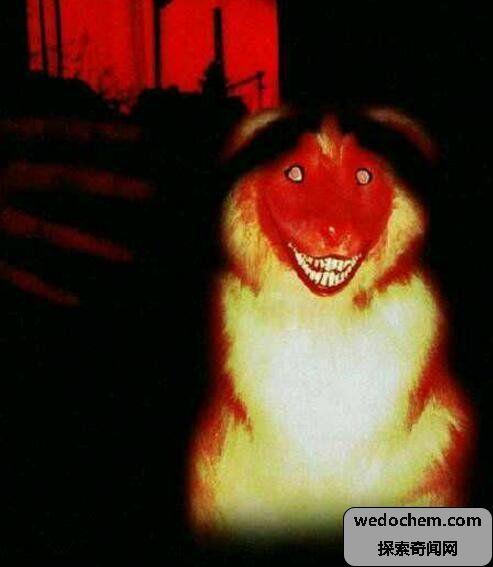微笑狗为什么吓人,微笑的狗恐怖原图smile dog(慎点)