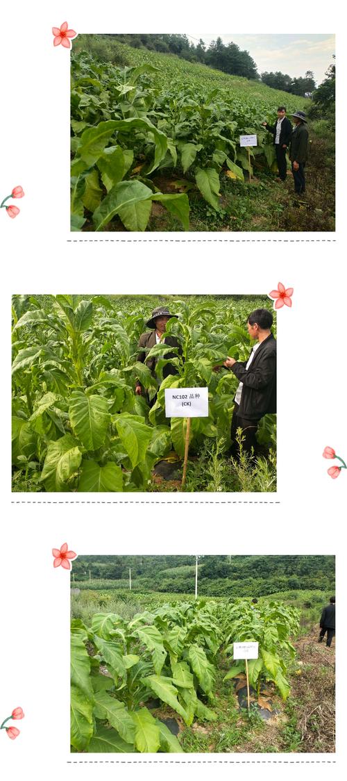 永善县局(分公司)烤烟新品种示范助力永善烟叶高质量发展