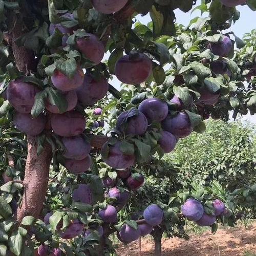 (纯真正品)黑霸王李子树苗 大型果 最大果个一斤