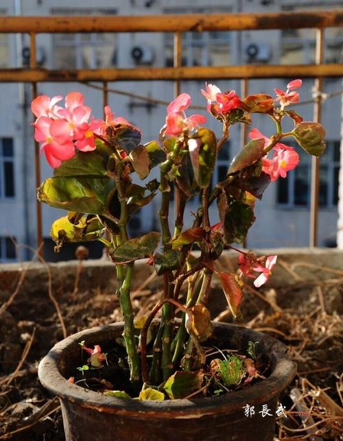 捡回来一棵玻璃海棠!