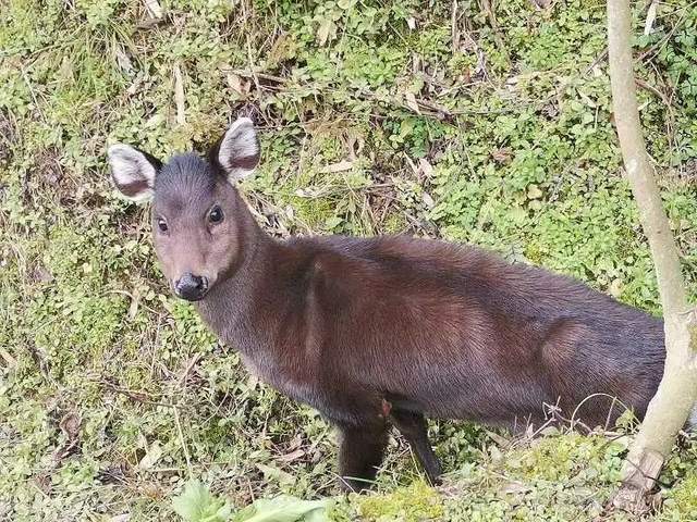 受伤濒危野生动物黑麂现身遵义松林镇目前已送往救助