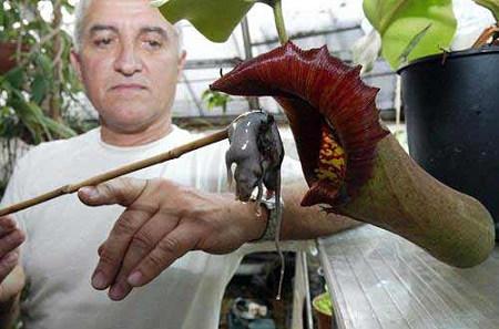 食人草杂谈,是传说吗