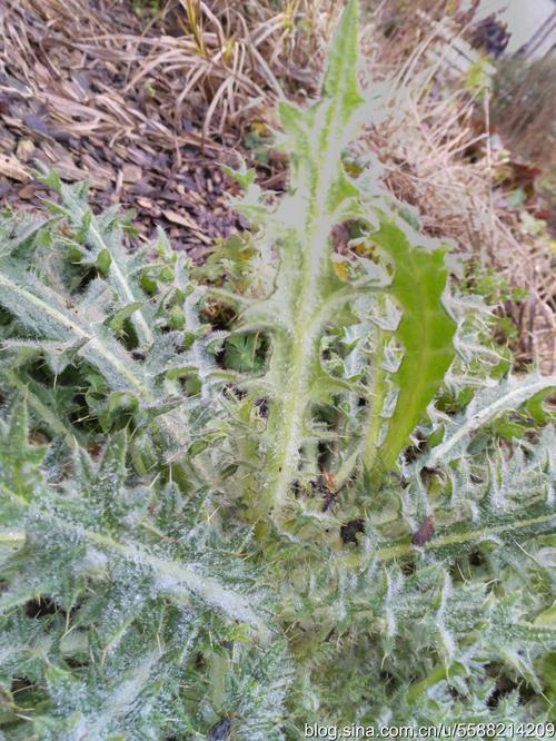 【国外植物】丝毛飞廉?(35)
