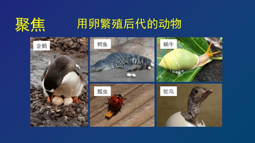 22认识动物的卵课件23张ppt