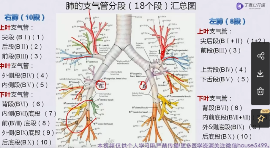 肺的分叶和分段