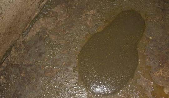 8,拉稀: (1)糊状,黄色,饲料色,消化不良腹泻.