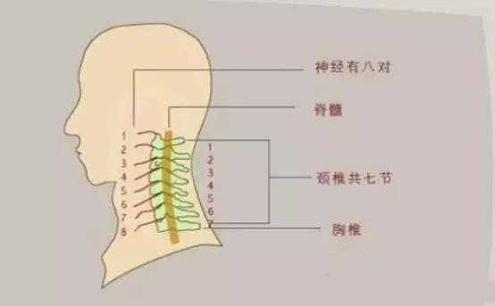 网易首页>网易号>正文申请入驻> 一,颈椎的构造人的颈椎由7节椎骨组成