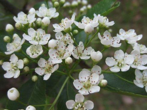 蔷薇科火棘属火棘