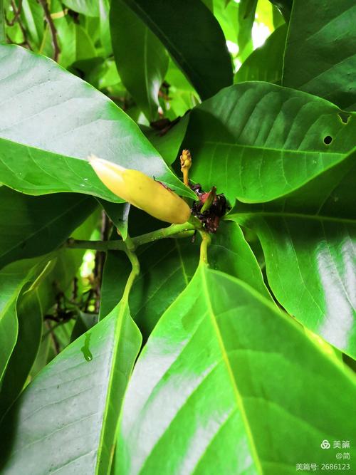 科  名: 木兰科  属  名: 含笑属  白兰(michelia alba),别名:白缅花