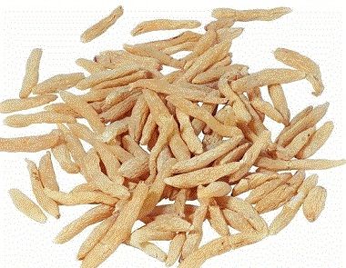 天门冬的功效与作用