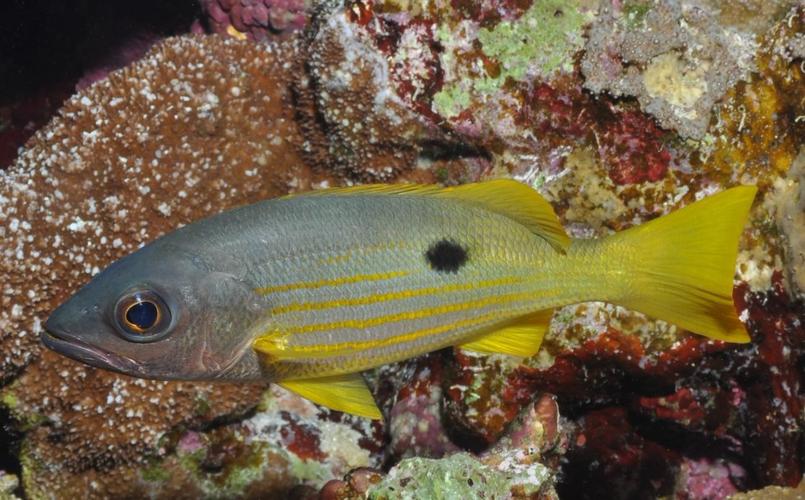 下图为     金焰笛鲷  lutjanus fulviflamma(火斑笛鲷)