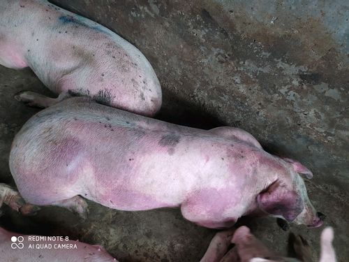 之后耳朵身上变紫,最后狂叫有的拉血,有的嘴里出血死亡.