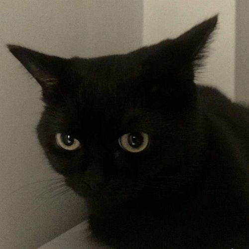 求黑猫头像黑猫永远可爱