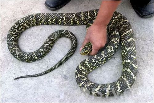 贵州一小学附近出现2米长蛇可与眼镜王蛇争锋消防员徒手抓捕