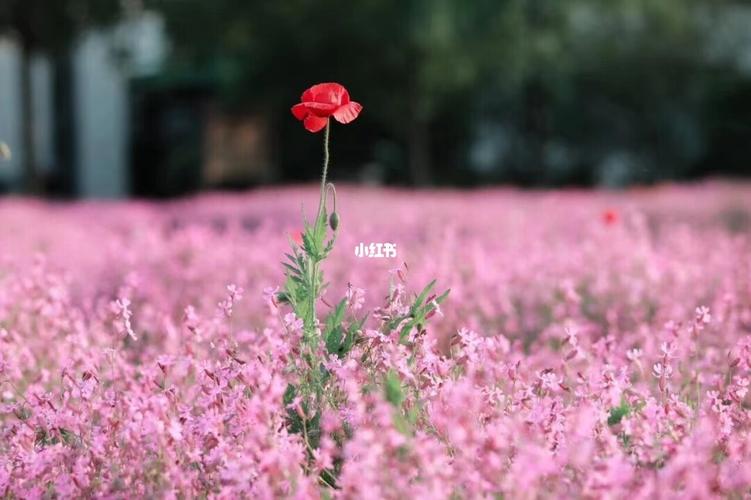 满天星花海,爱了_满天星_花海_园林_园林景观_出行