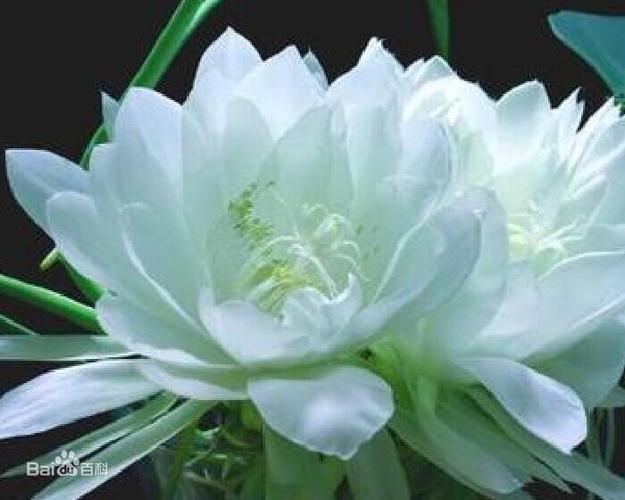 圣洁的雪莲花