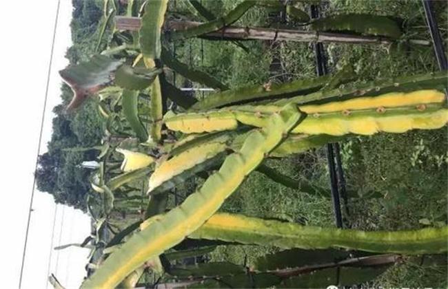 火龙果缺水