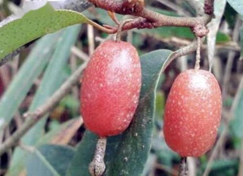 1种羊奶果生长在果树上果子犹如西红柿值钱