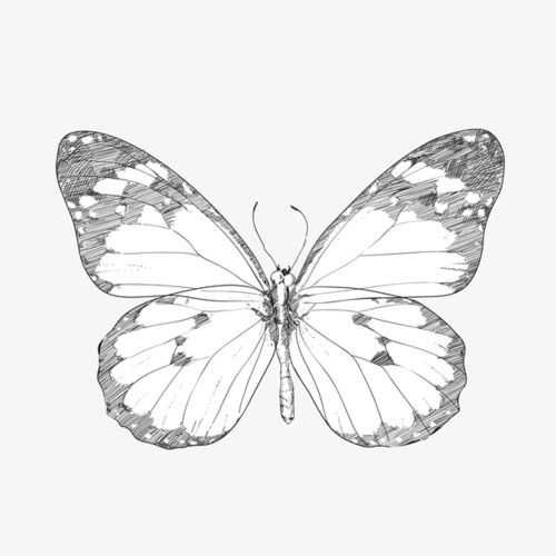 关键词 : 蝴蝶,素描