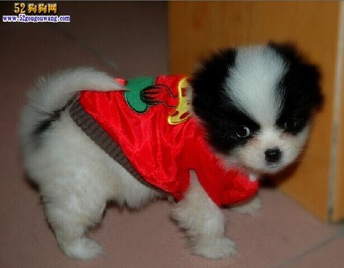 蝴蝶犬秋季毛发护理 秋季怎么护理好蝴蝶犬皮毛?