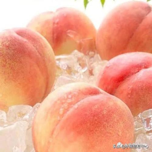 中国常见水蜜桃产地品种及上市时间
