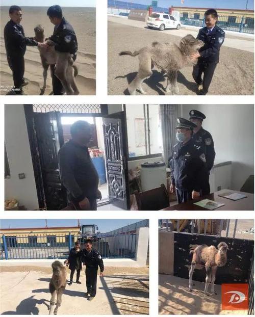 接到反映后雅丹派出所立即组织民警配合保护局工作人员前往寻找救助.