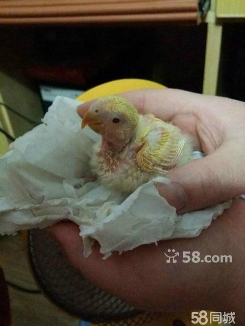 出售牡丹鹦鹉及手养雏鸟