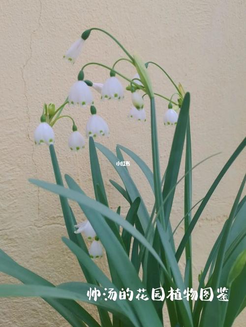 帅汤花园植物图鉴4——雪片莲_小苍兰_铃兰_园艺_盆栽