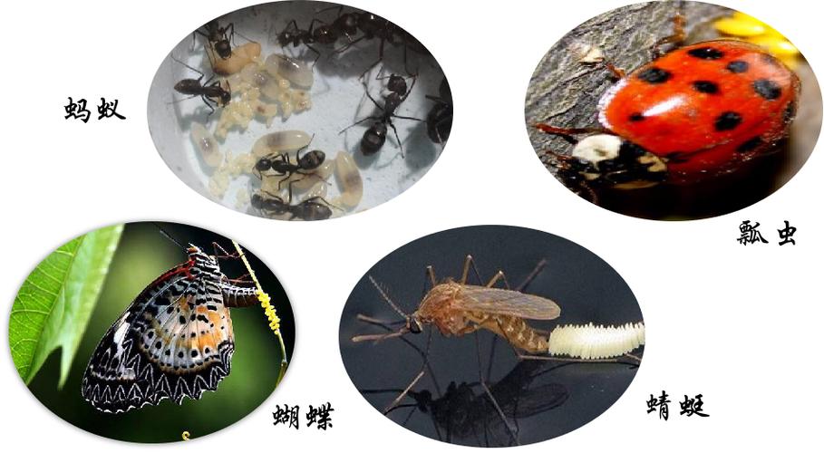 靠产卵繁殖后代的动物叫卵生动物.