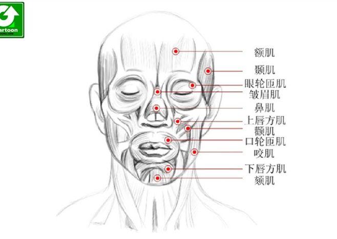 面部表情与肌肉