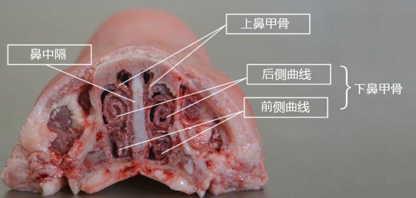 图2.鼻甲骨解剖