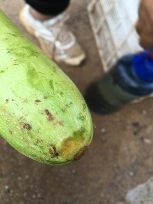 西葫芦老师们看看这是什么病,出胶有烂点,谢谢