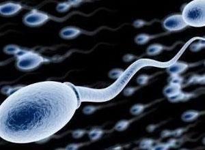 蝴蝶的发育特点是什么中国科学家首次用小鼠干细胞体外制造出功能精子