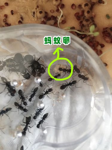 蚁后产卵后,工蚁们一个接一个地负责把蚁卵搬到了产卵室里,然后蚁后也