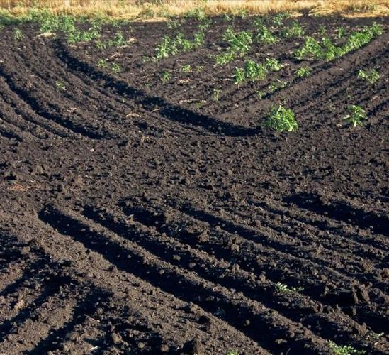 农村土地之殇:疯狂电蚯蚓,贱卖黑土地,资本嗅到了土地的金钱味