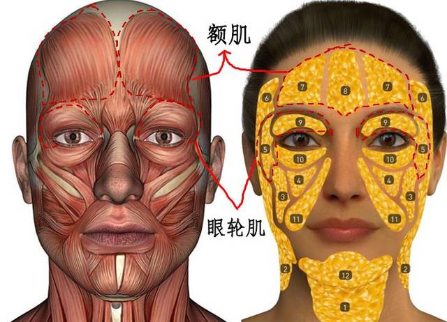 面部肌肉图&面部脂肪图
