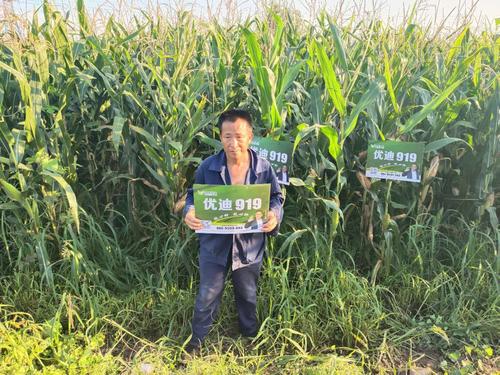 写美篇古县镇大韩村玉米牛人 农户: 电话: 作物:玉米 品种:优迪919