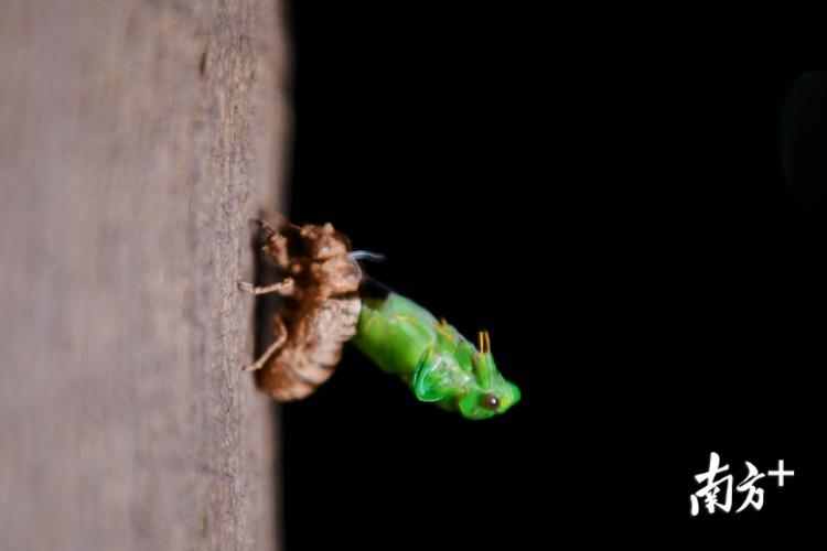 惊艳一幕!46秒带你见证金蝉脱壳全过程