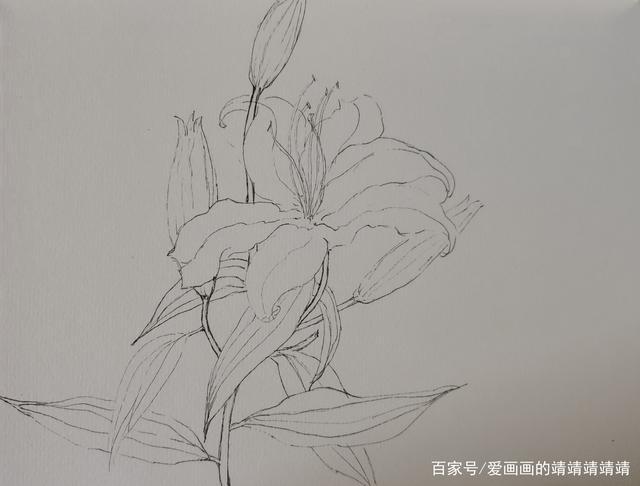 针管笔水彩手绘,画一枝美丽芬芳的百合花